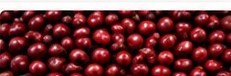 Batian Coffee Cherries